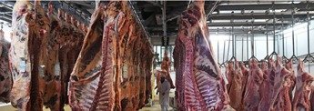 Australian Meat Processing